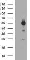 Tubulin Alpha 1b antibody, CF506582, Origene, Western Blot image 