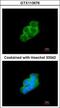 Tyrosine 3-Monooxygenase/Tryptophan 5-Monooxygenase Activation Protein Epsilon antibody, GTX113576, GeneTex, Immunocytochemistry image 