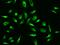 Peroxiredoxin 4 antibody, GTX02200, GeneTex, Immunofluorescence image 