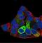 Fibrinogen Beta Chain antibody, NBP1-90956, Novus Biologicals, Immunofluorescence image 