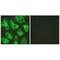 Inward rectifier potassium channel 16 antibody, A10858, Boster Biological Technology, Immunofluorescence image 