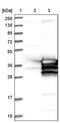 Cilia And Flagella Associated Protein 298 antibody, PA5-53908, Invitrogen Antibodies, Western Blot image 