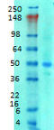 Solute Carrier Family 38 Member 1 antibody, LS-C231678, Lifespan Biosciences, Western Blot image 