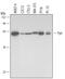 FYN Proto-Oncogene, Src Family Tyrosine Kinase antibody, MAB3574, R&D Systems, Western Blot image 