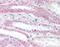 Vesicle Associated Membrane Protein 5 antibody, orb88139, Biorbyt, Immunohistochemistry paraffin image 