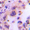 Translin antibody, LS-C354107, Lifespan Biosciences, Immunohistochemistry frozen image 