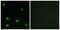 RNA Binding Motif Protein 6 antibody, PA5-38640, Invitrogen Antibodies, Immunofluorescence image 