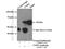 TNFAIP3 Interacting Protein 2 antibody, 15459-1-AP, Proteintech Group, Immunoprecipitation image 