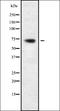 PIF1 5'-To-3' DNA Helicase antibody, orb338052, Biorbyt, Western Blot image 