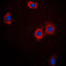 Troponin I3, Cardiac Type antibody, LS-C352958, Lifespan Biosciences, Immunofluorescence image 