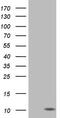 Pyrin domain-containing protein 1 antibody, TA803571S, Origene, Western Blot image 