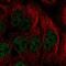 Paired Like Homeodomain 2 antibody, NBP2-57409, Novus Biologicals, Immunocytochemistry image 