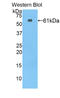 NOG antibody, LS-C372910, Lifespan Biosciences, Western Blot image 