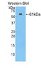 Noggin antibody, LS-C372910, Lifespan Biosciences, Western Blot image 