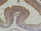 Actin Alpha 2, Smooth Muscle antibody, GTX34111, GeneTex, Immunohistochemistry paraffin image 