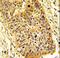 RIO Kinase 1 antibody, LS-C100723, Lifespan Biosciences, Immunohistochemistry frozen image 