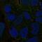 PBX Homeobox 4 antibody, NBP2-13734, Novus Biologicals, Immunocytochemistry image 