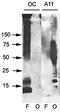 Amyloid Fibrils antibody, orb99110, Biorbyt, Western Blot image 