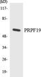 Pre-MRNA Processing Factor 19 antibody, LS-C200533, Lifespan Biosciences, Western Blot image 