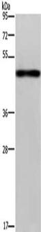 Fibrinogen Like 2 antibody, CSB-PA876389, Cusabio, Western Blot image 