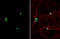 Pumilio RNA Binding Family Member 2 antibody, GTX114172, GeneTex, Immunofluorescence image 