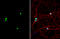 Pumilio homolog 2 antibody, GTX114172, GeneTex, Immunofluorescence image 