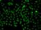Phosphatidylinositol Specific Phospholipase C X Domain Containing 2 antibody, GTX65534, GeneTex, Immunocytochemistry image 