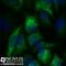 Keratin 1 antibody, NBP1-48348AF488, Novus Biologicals, Immunocytochemistry image 