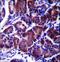 Lysophospholipase Like 1 antibody, LS-C163939, Lifespan Biosciences, Immunohistochemistry paraffin image 