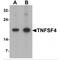 TNF Superfamily Member 4 antibody, MBS153379, MyBioSource, Western Blot image 