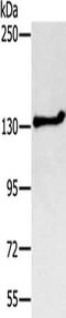 Nuclear Export Mediator Factor antibody, CSB-PA139497, Cusabio, Western Blot image 