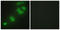 CREB/ATF BZIP Transcription Factor antibody, LS-C119281, Lifespan Biosciences, Immunofluorescence image 