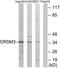 Olfactory Receptor Family 5 Subfamily M Member 3 antibody, PA5-39655, Invitrogen Antibodies, Western Blot image 