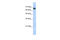 Zinc Finger And SCAN Domain Containing 12 antibody, 25-153, ProSci, Western Blot image 