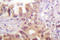 Interferon Regulatory Factor 3 antibody, LS-C176417, Lifespan Biosciences, Immunohistochemistry frozen image 