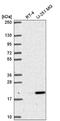 Ribonuclease H2 subunit C antibody, NBP2-56902, Novus Biologicals, Western Blot image 