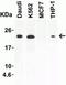 Interleukin 23 Subunit Alpha antibody, GTX85496, GeneTex, Western Blot image 