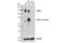 CUB Domain Containing Protein 1 antibody, 13794S, Cell Signaling Technology, Western Blot image 