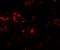 Phospholipase A1 Member A antibody, LS-B10189, Lifespan Biosciences, Immunofluorescence image 