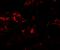 Phospholipase A1 member A antibody, LS-B10189, Lifespan Biosciences, Immunofluorescence image 