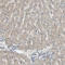 LIM Domain Kinase 2 antibody, HPA008183, Atlas Antibodies, Immunohistochemistry frozen image 