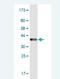 Carbohydrate Sulfotransferase 11 antibody, H00050515-M02, Novus Biologicals, Western Blot image 