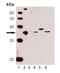 Heme Oxygenase 2 antibody, MBS565195, MyBioSource, Western Blot image 