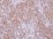 G Protein Subunit Alpha 15 antibody, NBP2-16557, Novus Biologicals, Immunohistochemistry frozen image 