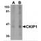 Pleckstrin Homology Domain Containing O1 antibody, MBS151434, MyBioSource, Western Blot image 