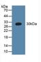 Complement C1q A Chain antibody, LS-C314947, Lifespan Biosciences, Western Blot image 