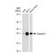 Caspase 6 antibody, GTX01098, GeneTex, Western Blot image 