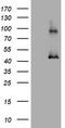 MAGE Family Member A3 antibody, LS-C175491, Lifespan Biosciences, Western Blot image 