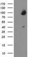 Oxysterol-binding protein 1 antibody, TA503140S, Origene, Western Blot image 