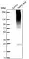 Transmembrane Protein 184B antibody, HPA024076, Atlas Antibodies, Western Blot image 